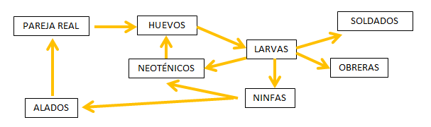 Ciclo de las termitas. Tratamiento para eliminar termitas.