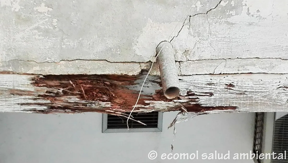 Cómo saber si tengo termitas en casa Cómo saber si tengo termitas en casa