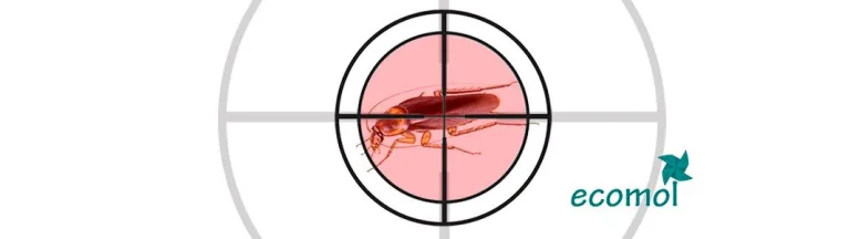 Cómo eliminar cucarachas en casa Cómo eliminar cucarachas en casa