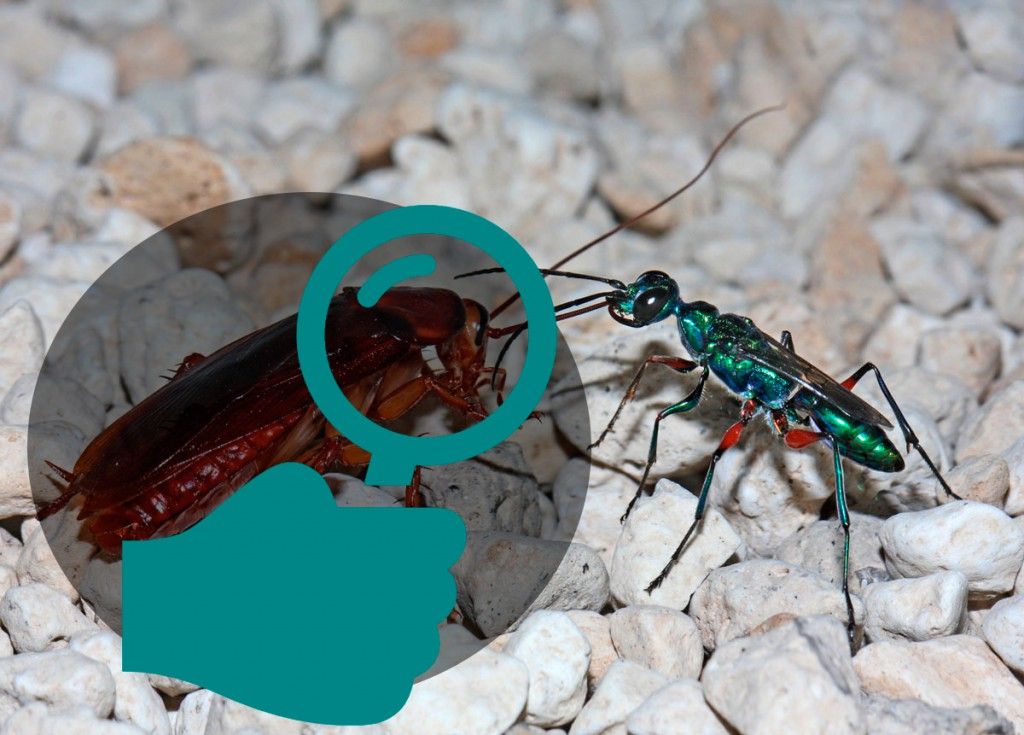 Identificar el tipo de cucaracha