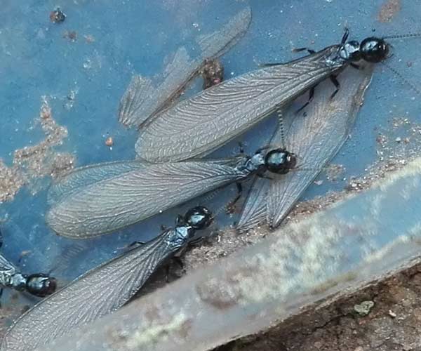 Conjunto de termitas con Alas Conjunto de termitas con Alas