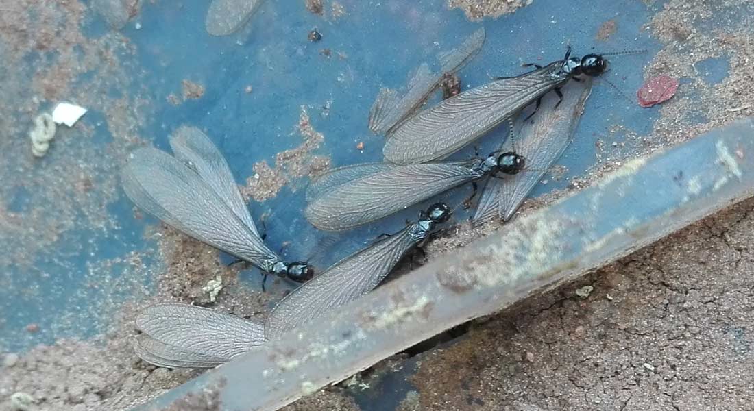 Cómo identificar termitas aladas colonizando nuevo territorios Cómo identificar termitas aladas colonizando nuevo territorios