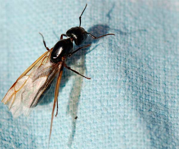 Hormiga con Alas Hormiga con Alas