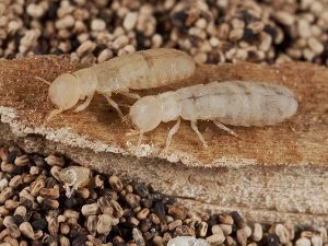 Termitas obreras Termitas obreras