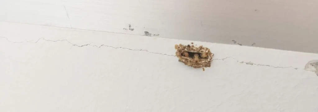 Termitas en verano Termitas en verano