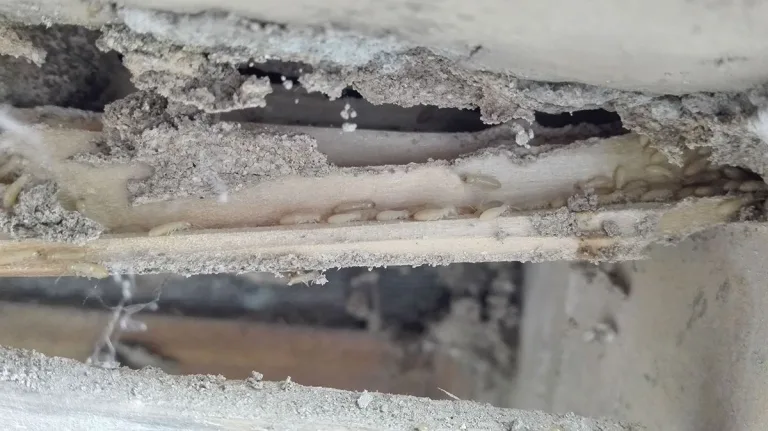 Como reparar vigas y muebles tras ataque de carcoma o termita Como reparar vigas y muebles tras ataque de carcoma o termita
