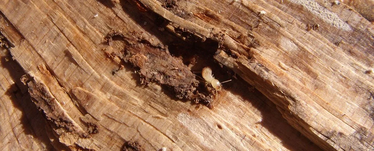 Los 7 mitos más famosos de las termitas Los 7 mitos más famosos de las termitas