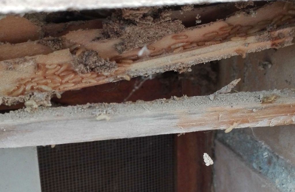 Madera atacada por termitas Madera atacada por termitas