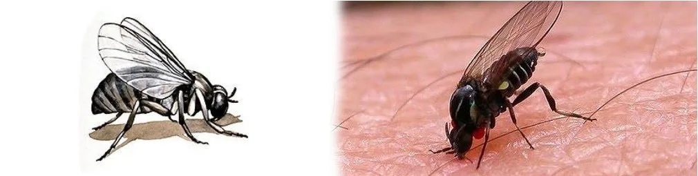 Mosca Negra Mosca Negra