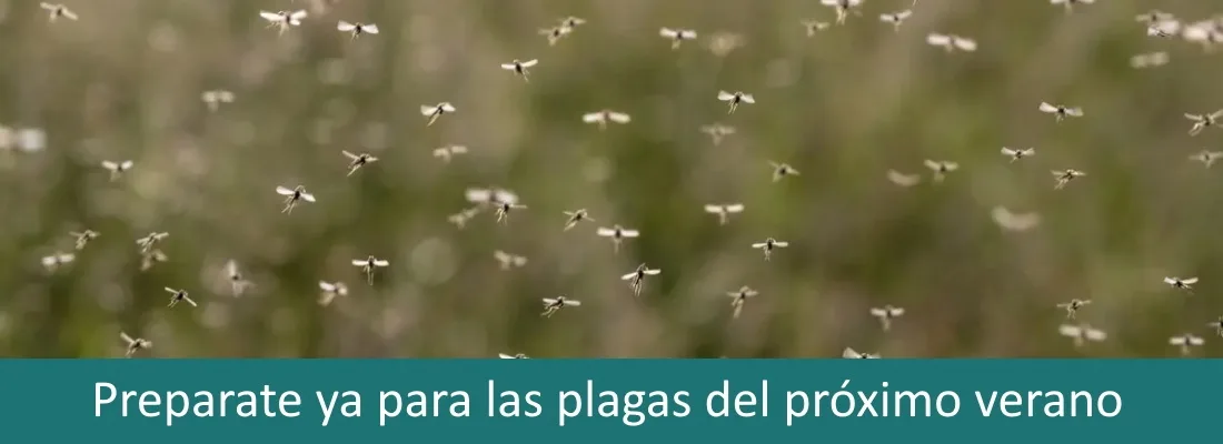 Plagas que aparecen con el calor, prepárate para el verano Plagas que aparecen con el calor, prepárate para el verano