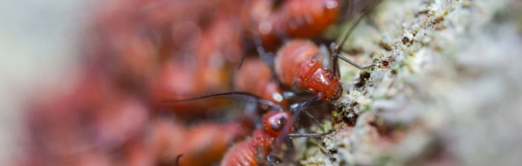 Plaga hostelería y locales comerciales Plaga hostelería y locales comerciales
