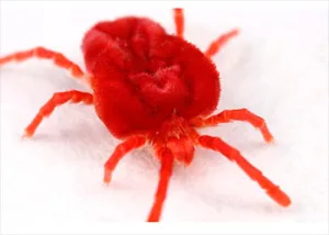 Acaro rojo Acaro rojo