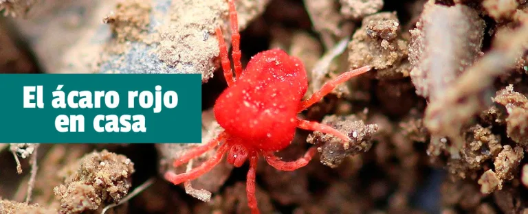 Los ácaros de las aves, todo lo que debes saber