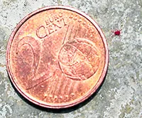Moneda de 2 centimos y acaro Moneda de 2 centimos y acaro