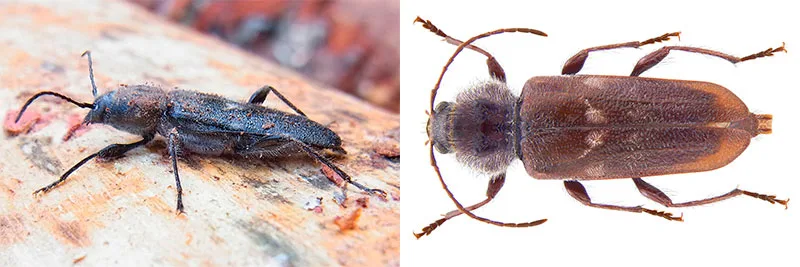 Termita grande o polilla de la madera Termita grande o polilla de la madera