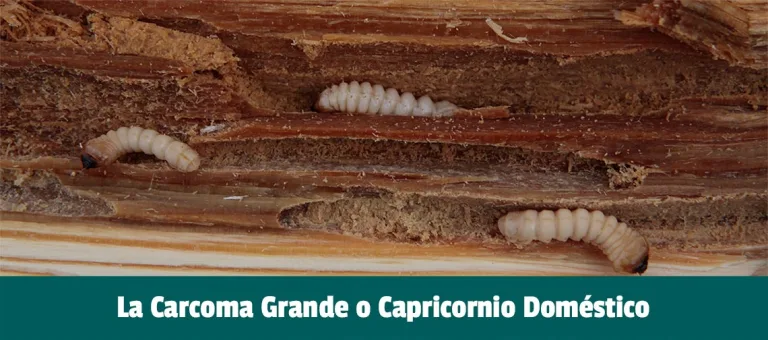 La Carcoma grande o polilla de la madera