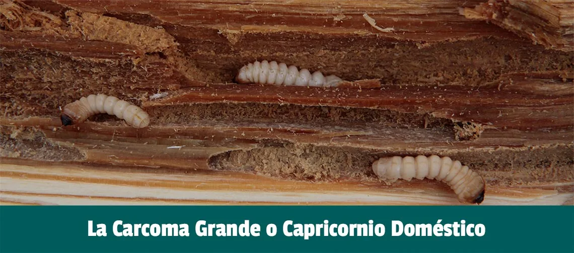 La Carcoma grande o polilla de la madera La Carcoma grande o polilla de la madera