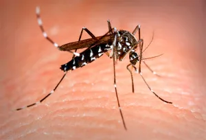 Mosquito tigre Mosquito tigre