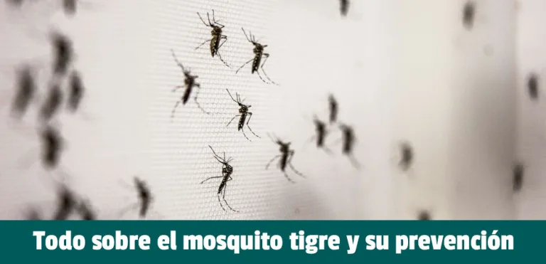 Todo lo que debes saber sobre el mosquito tigre
