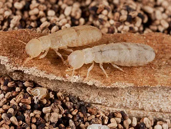 RETICULITERMES SPP<br> TERMITAS SUBTERRÁNEAS RETICULITERMES SPP<br> TERMITAS SUBTERRÁNEAS