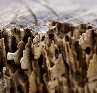 KALOTERMES FLAVICOLLIS<br> TERMITAS DE LA MADERA SECA KALOTERMES FLAVICOLLIS<br> TERMITAS DE LA MADERA SECA