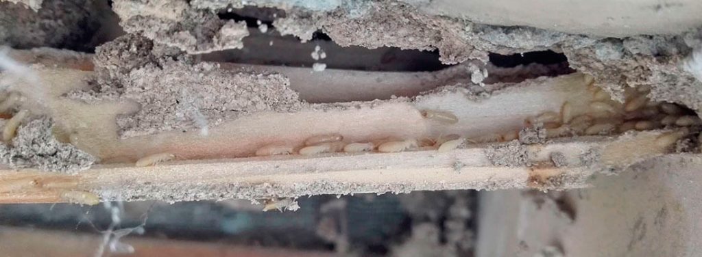 termitas-en-la-madera-ecomol